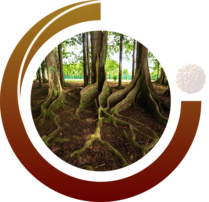 Why Choose Shree Yantra International