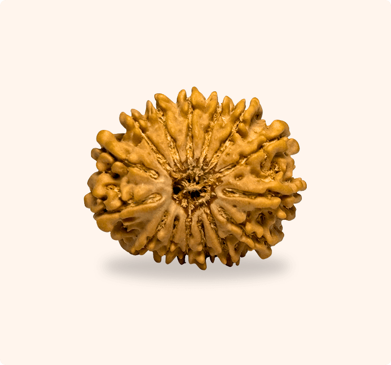 14 Mukhi
