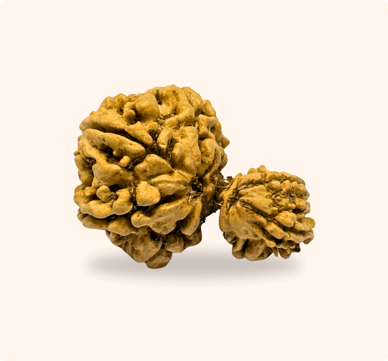Garbha Gauri Rudraksha