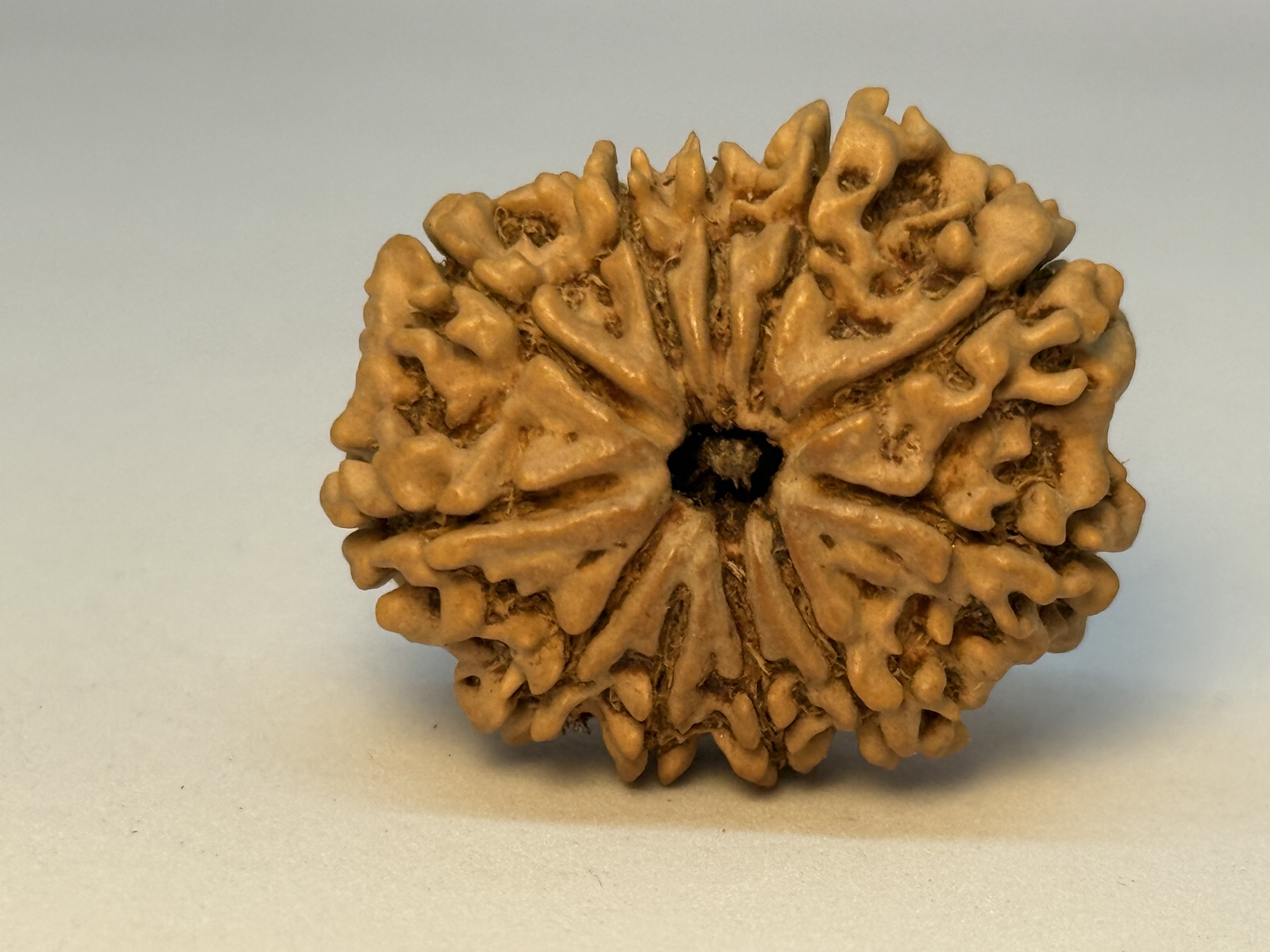 11 Mukhi (Super Collector)