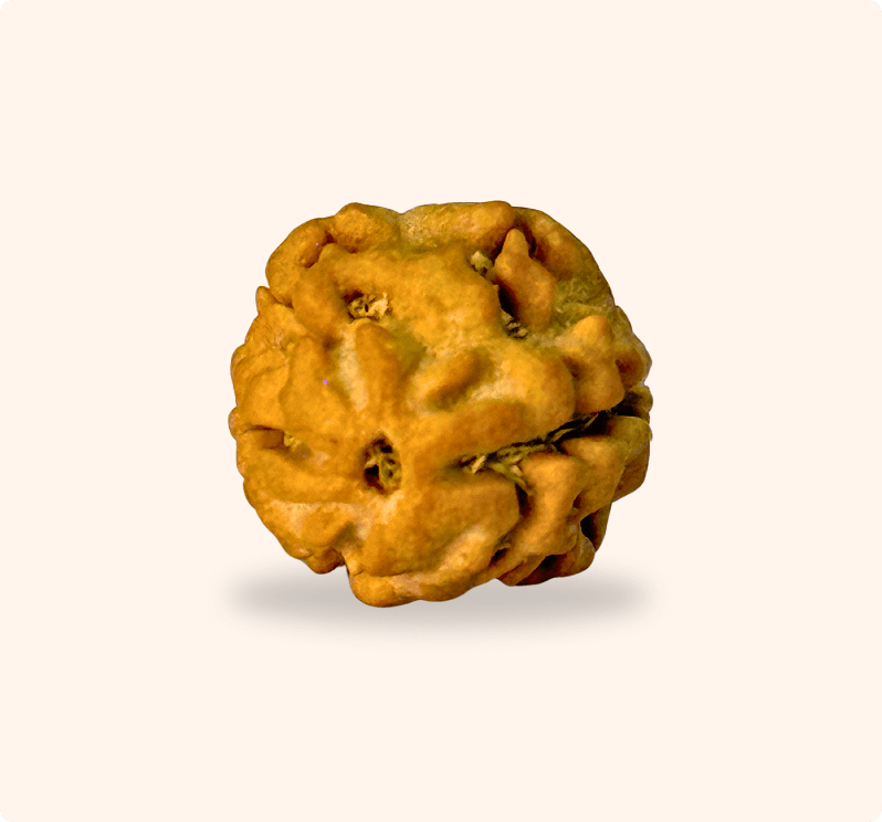 2 Mukhi (Regular)