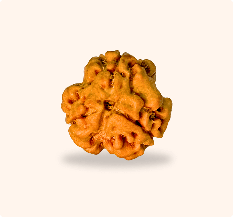 3 Mukhi (Regular)