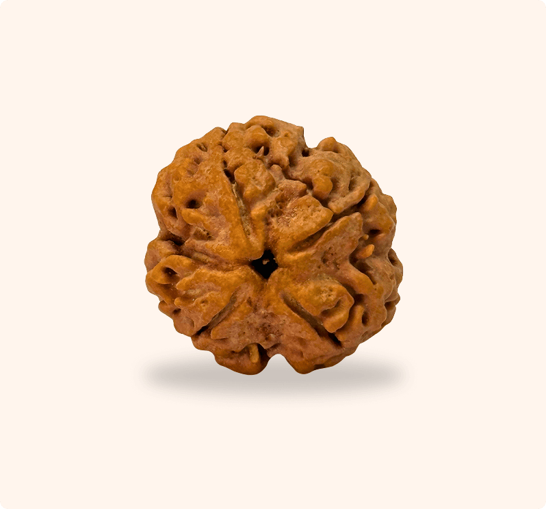 4 Mukhi (Medium)