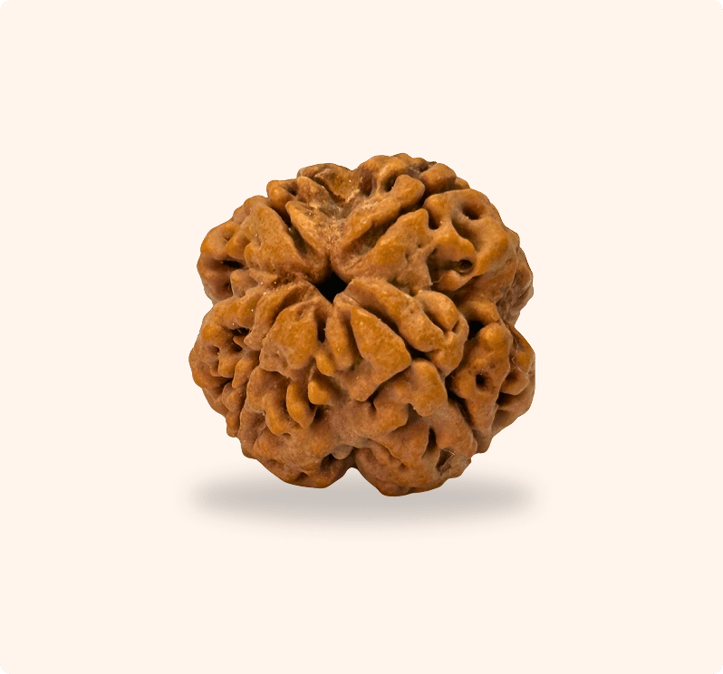 4 Mukhi (Super Collector)