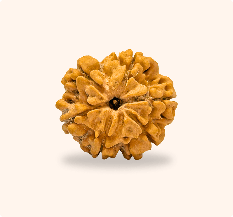 6 mukhi (Regular)