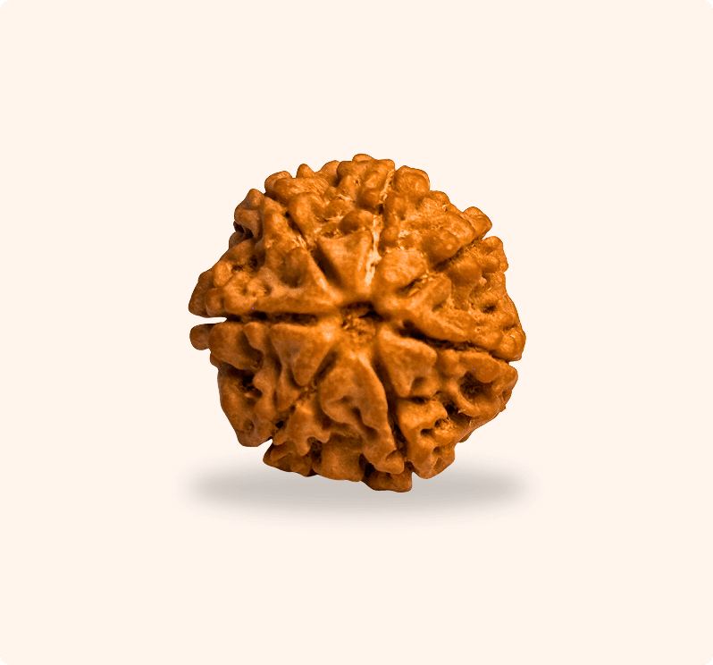 7 Mukhi (Regular)