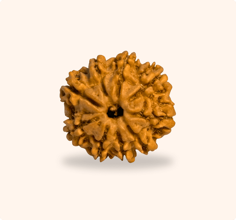 9 Mukhi (Regular)