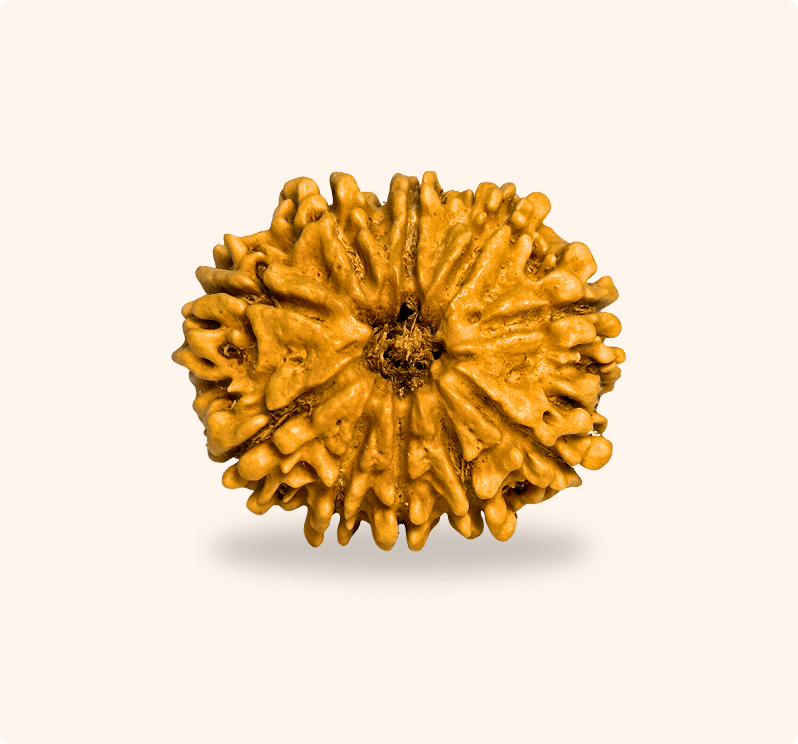 10 Mukhi (Super Collector)