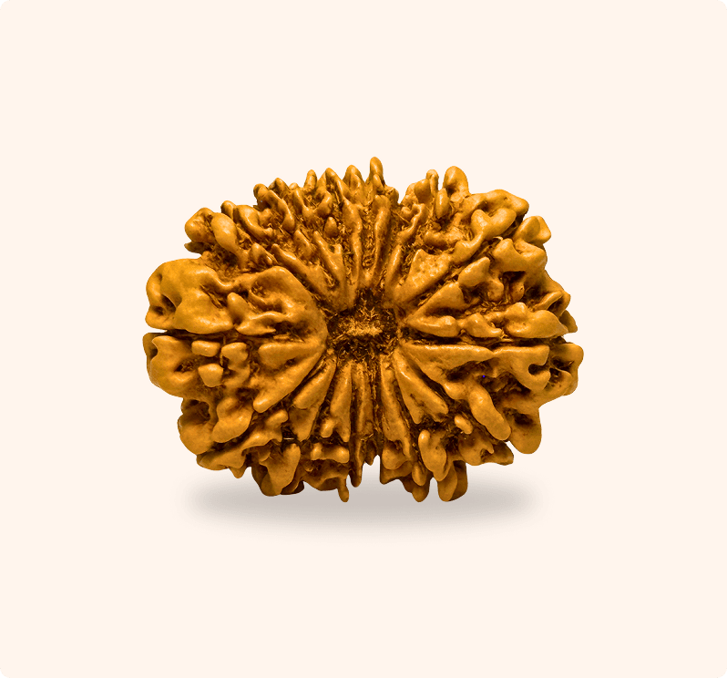 15 Mukhi (Collector)