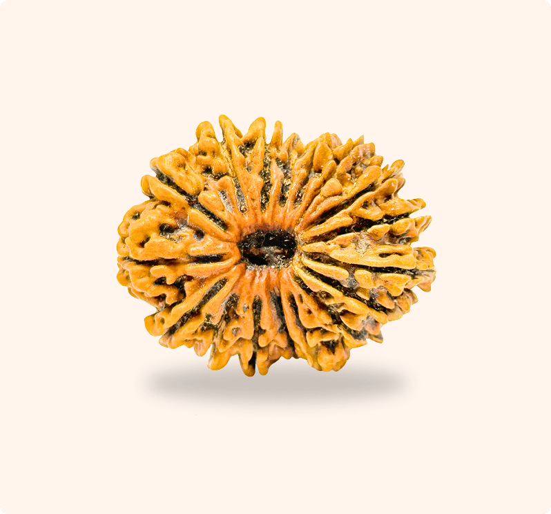 17 Mukhi (Collector)