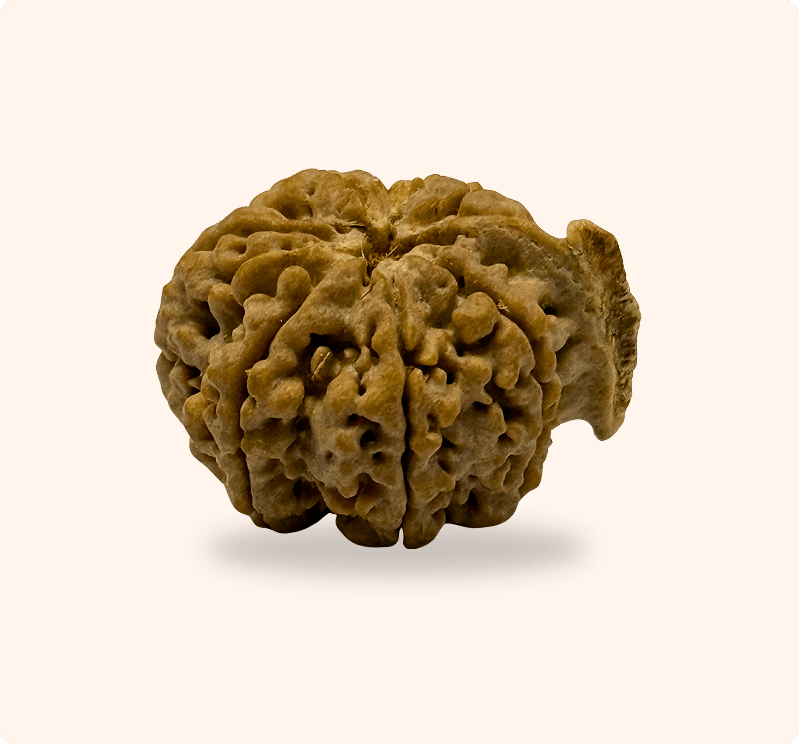 Ganesh Rudraksha (medium)