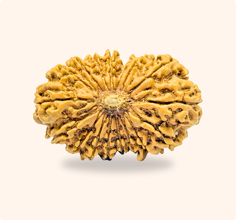 17 Mukhi (Super Collector)