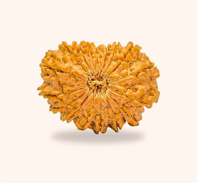 18 Mukhi (Collector)